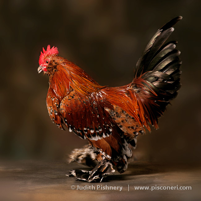 09/20      |      Bantams - Exotic Fowl