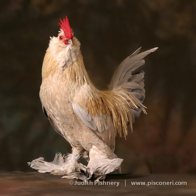 01/20      |      Bantams - Exotic Fowl