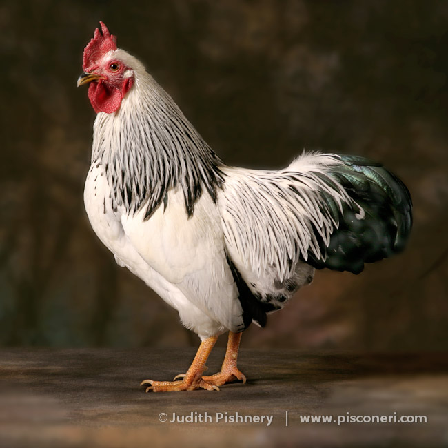 12/20      |      Bantams - Exotic Fowl