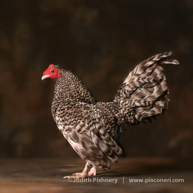 17/20      |      Bantams - Exotic Fowl