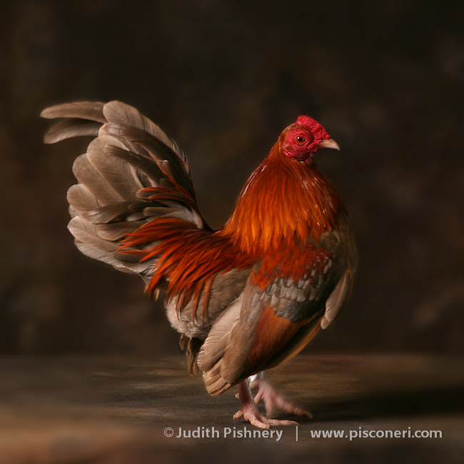 15/20      |      Bantams - Exotic Fowl