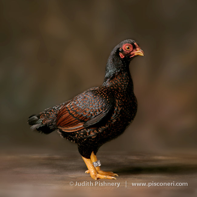 18/20      |      Bantams - Exotic Fowl