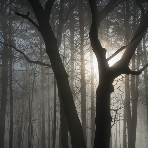 trees in the fog